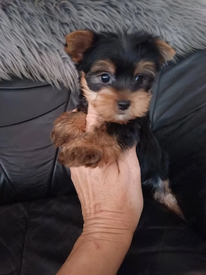 Picike méretű yorkshire terrier kiskutyák - kép 5