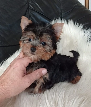 Picike méretű yorkshire terrier kiskutyák - kép 2