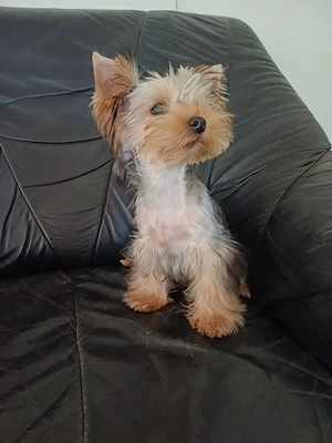 yorkshire terrier kisfiúcska eladó