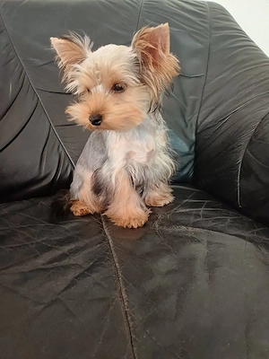 yorkshire terrier kisfiúcska eladó - kép 4