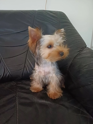 yorkshire terrier kisfiúcska eladó - kép 3
