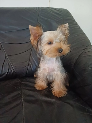 yorkshire terrier kisfiúcska eladó - kép 2
