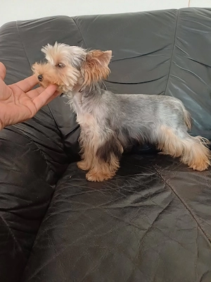 yorkshire terrier kisfiúcska eladó - kép 5