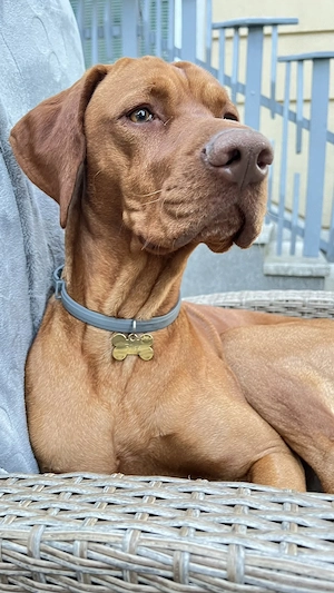 Magyar vizsla kiskutyák 