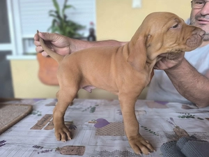 Magyar vizsla kiskutyák  - kép 4