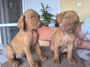 Magyar vizsla kiskutyák  - kép 5