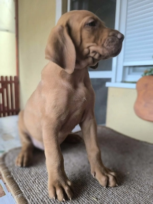 Magyar vizsla kiskutyák  - kép 7