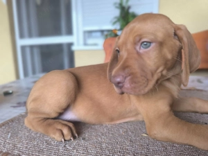 Magyar vizsla kiskutyák  - kép 3