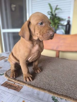 Magyar vizsla kiskutyák  - kép 6