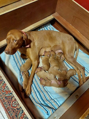 Magyar vizsla kiskutyák  - kép 2