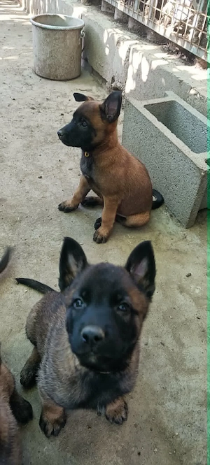 Belga juhász malinois kiskutyák törzskönyvezett szülőktől eladók - kép 5