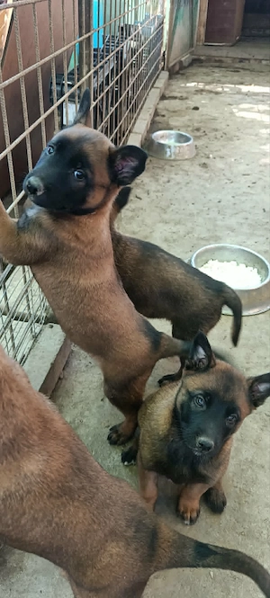 Belga juhász malinois kiskutyák törzskönyvezett szülőktől eladók - kép 2