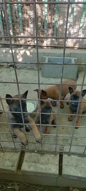 Belga juhász malinois kiskutyák törzskönyvezett szülőktől eladók - kép 4