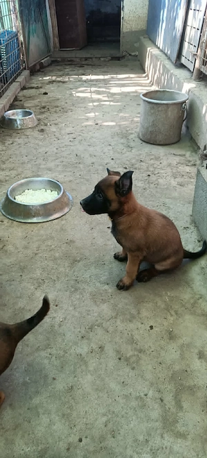 Belga juhász malinois kiskutyák törzskönyvezett szülőktől eladók - kép 3