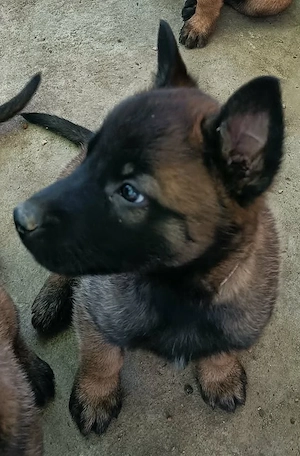 Belga juhász malinois kiskutyák törzskönyvezett szülőktől eladók