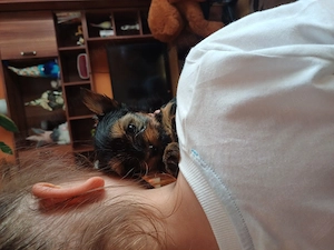 Kisfiú mini yorki elad  - kép 4