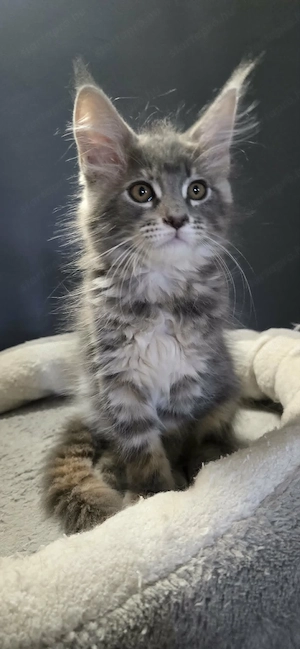 Maine Coon Cica szerető otthont keres! - kép 16
