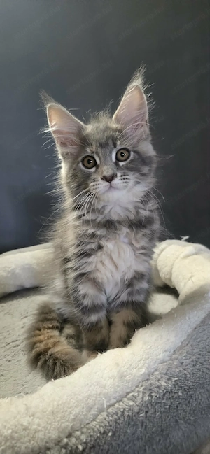 Maine Coon Cica szerető otthont keres! - kép 5