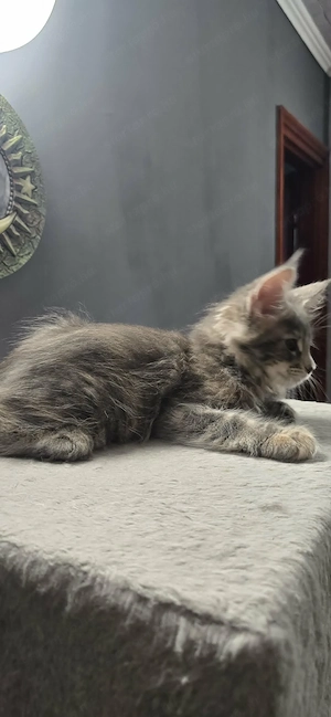 Maine Coon Cica szerető otthont keres! - kép 4