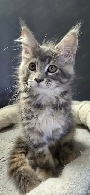 Maine Coon Cica szerető otthont keres! - kép 8