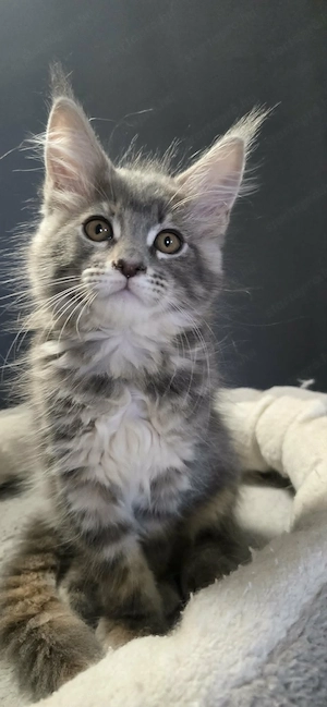 Maine Coon Cica szerető otthont keres! - kép 11