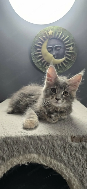 Maine Coon Cica szerető otthont keres! - kép 2