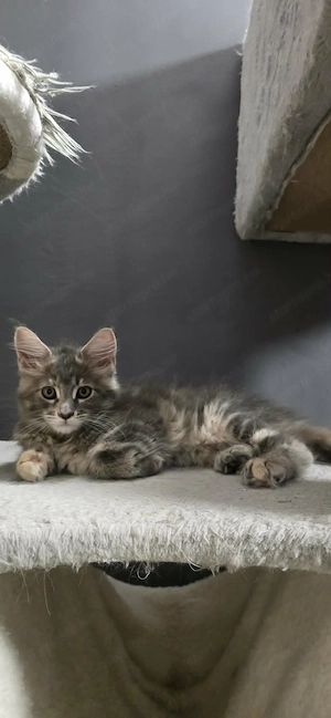 Maine Coon Cica szerető otthont keres! - kép 3