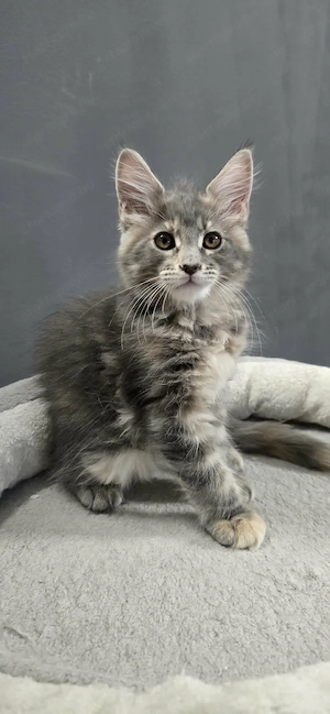 Maine Coon Cica szerető otthont keres! - kép 18