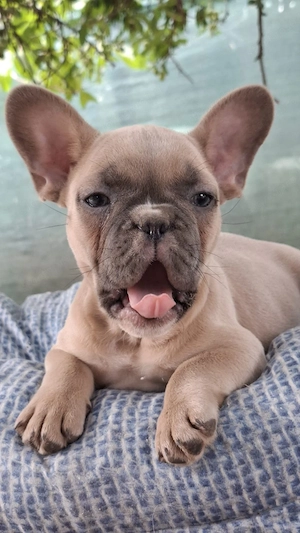 Gyönyörű francia bulldog eladó buci - kép 4
