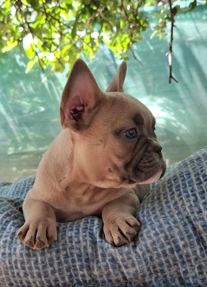 Gyönyörű francia bulldog eladó buci - kép 3