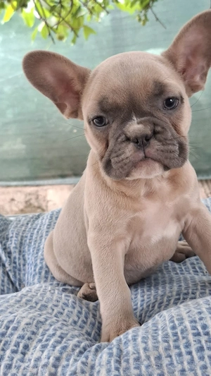 Gyönyörű francia bulldog eladó buci - kép 2