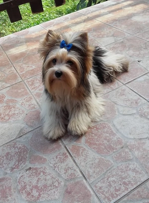 Gyönyörű Biewer Yorki Yorkshire terrier 2 hónapos  kisfiú keresi új szerető családját! - kép 6