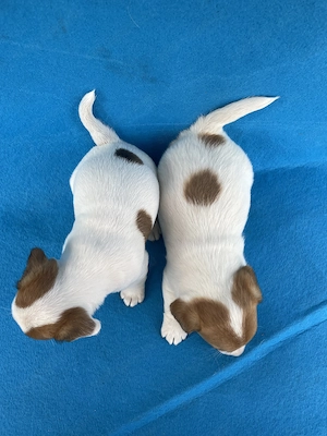 Azonnal elvihető fajta jellegű Jack Russel terrier kiskutyák! - kép 2