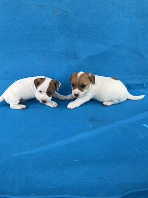 Azonnal elvihető fajta jellegű Jack Russel terrier kiskutyák! - kép 3