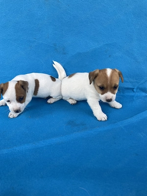 Azonnal elvihető fajta jellegű Jack Russel terrier kiskutyák! - kép 4
