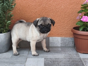 Mopsz kislány kiskutya eladó - kép 3