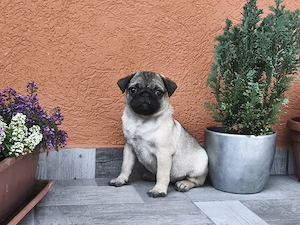 Mopsz kislány kiskutya eladó - kép 2
