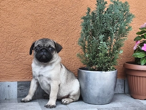 Mopsz kislány kiskutya eladó - kép 6