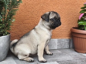 Mopsz kislány kiskutya eladó - kép 4