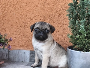 Mopsz kislány kiskutya eladó - kép 5