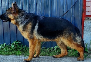 7 honapos németjuhász szuka
