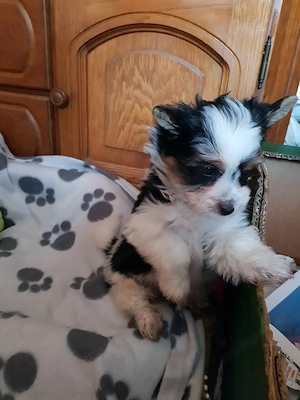 Yorki  Yorkshire  Biewer 2 hónapos kics kisfiú gazdit keres oltva! Azonnal is vihető! - kép 3