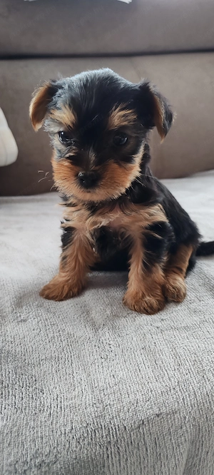 Yorkshire terrier kiskutya vasárnapig 110000 - kép 5