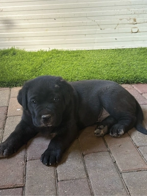 Cane corso kiskutyak  - kép 6