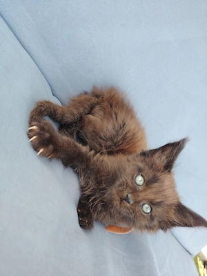Gazdikereső maine coon kiscicák  - kép 2