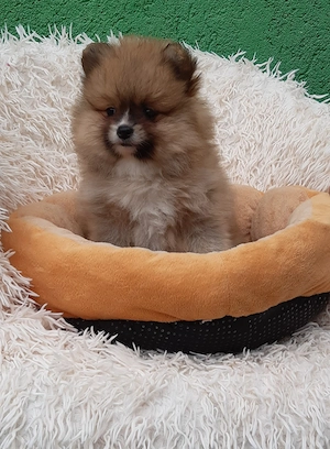 Spitz kiskutyák eladók 