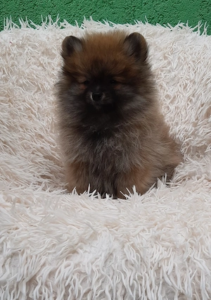 Spitz kiskutyák eladók  - kép 3