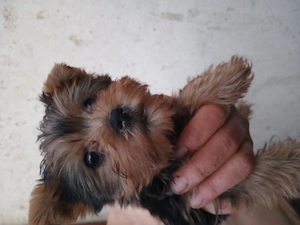 Gazdit keres egy yorkshire terrier (yorki) kiskutya. - kép 2