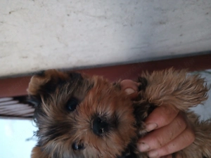 Gazdit keres egy yorkshire terrier (yorki) kiskutya.