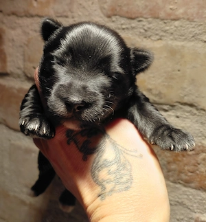 Bluemerle és Black yorkie kisfiúk  - kép 4